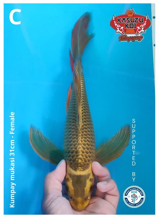 Lelang Koi Online, Jual Beli Ikan Koi, Pusat Jual Beli Koi, Info Lelang Koi Hari Ini, Platform Jual Beli Koi, Jual Beli Ikan Koi Online, Marketplace Ikan Koi, Jual Koi Terbaik, Tempat Beli Koi Berkualitas, Pasar Ikan Koi Online Terpercaya, Penjual Ikan Koi Terpercaya, Beli Koi Hias Online, Ikan Koi untuk Dijual, Koi Kualitas Terbaik, Toko Online Ikan Koi, Koi Hias Untuk Dijual, Jual Beli Ikan Koi Lokal, Koi Indonesia Online, Pusat Jual Beli Koi Terbesar