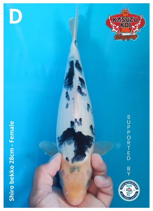 Lelang Koi Online, Jual Beli Ikan Koi, Pusat Jual Beli Koi, Info Lelang Koi Hari Ini, Platform Jual Beli Koi, Jual Beli Ikan Koi Online, Marketplace Ikan Koi, Jual Koi Terbaik, Tempat Beli Koi Berkualitas, Pasar Ikan Koi Online Terpercaya, Penjual Ikan Koi Terpercaya, Beli Koi Hias Online, Ikan Koi untuk Dijual, Koi Kualitas Terbaik, Toko Online Ikan Koi, Koi Hias Untuk Dijual, Jual Beli Ikan Koi Lokal, Koi Indonesia Online, Pusat Jual Beli Koi Terbesar