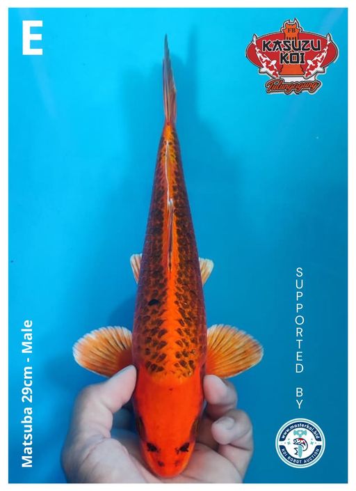 Lelang Koi Online, Jual Beli Ikan Koi, Pusat Jual Beli Koi, Info Lelang Koi Hari Ini, Platform Jual Beli Koi, Jual Beli Ikan Koi Online, Marketplace Ikan Koi, Jual Koi Terbaik, Tempat Beli Koi Berkualitas, Pasar Ikan Koi Online Terpercaya, Penjual Ikan Koi Terpercaya, Beli Koi Hias Online, Ikan Koi untuk Dijual, Koi Kualitas Terbaik, Toko Online Ikan Koi, Koi Hias Untuk Dijual, Jual Beli Ikan Koi Lokal, Koi Indonesia Online, Pusat Jual Beli Koi Terbesar