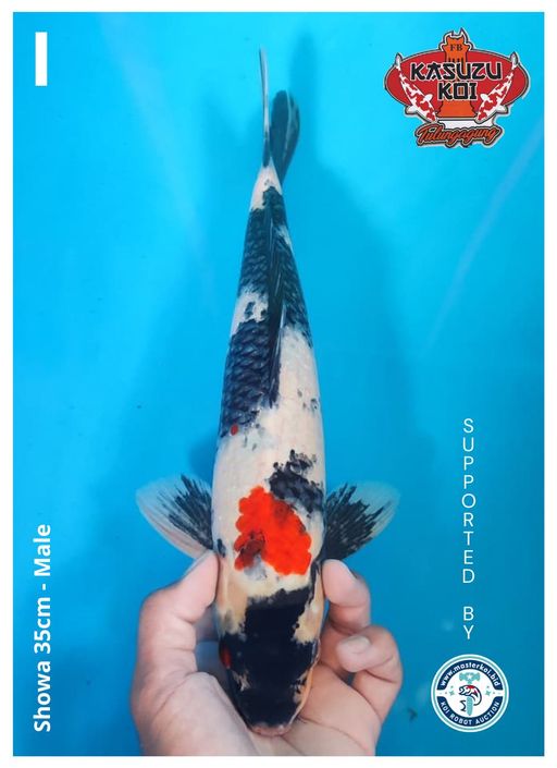 Lelang Koi Online, Jual Beli Ikan Koi, Pusat Jual Beli Koi, Info Lelang Koi Hari Ini, Platform Jual Beli Koi, Jual Beli Ikan Koi Online, Marketplace Ikan Koi, Jual Koi Terbaik, Tempat Beli Koi Berkualitas, Pasar Ikan Koi Online Terpercaya, Penjual Ikan Koi Terpercaya, Beli Koi Hias Online, Ikan Koi untuk Dijual, Koi Kualitas Terbaik, Toko Online Ikan Koi, Koi Hias Untuk Dijual, Jual Beli Ikan Koi Lokal, Koi Indonesia Online, Pusat Jual Beli Koi Terbesar