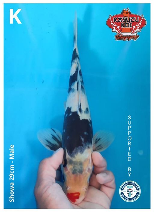 Lelang Koi Online, Jual Beli Ikan Koi, Pusat Jual Beli Koi, Info Lelang Koi Hari Ini, Platform Jual Beli Koi, Jual Beli Ikan Koi Online, Marketplace Ikan Koi, Jual Koi Terbaik, Tempat Beli Koi Berkualitas, Pasar Ikan Koi Online Terpercaya, Penjual Ikan Koi Terpercaya, Beli Koi Hias Online, Ikan Koi untuk Dijual, Koi Kualitas Terbaik, Toko Online Ikan Koi, Koi Hias Untuk Dijual, Jual Beli Ikan Koi Lokal, Koi Indonesia Online, Pusat Jual Beli Koi Terbesar