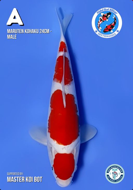Lelang Koi Online, Jual Beli Ikan Koi, Pusat Jual Beli Koi, Info Lelang Koi Hari Ini, Platform Jual Beli Koi, Jual Beli Ikan Koi Online, Marketplace Ikan Koi, Jual Koi Terbaik, Tempat Beli Koi Berkualitas, Pasar Ikan Koi Online Terpercaya, Penjual Ikan Koi Terpercaya, Beli Koi Hias Online, Ikan Koi untuk Dijual, Koi Kualitas Terbaik, Toko Online Ikan Koi, Koi Hias Untuk Dijual, Jual Beli Ikan Koi Lokal, Koi Indonesia Online, Pusat Jual Beli Koi Terbesar