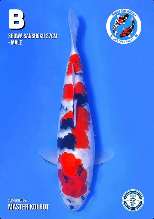 Lelang Koi Online, Jual Beli Ikan Koi, Pusat Jual Beli Koi, Info Lelang Koi Hari Ini, Platform Jual Beli Koi, Jual Beli Ikan Koi Online, Marketplace Ikan Koi, Jual Koi Terbaik, Tempat Beli Koi Berkualitas, Pasar Ikan Koi Online Terpercaya, Penjual Ikan Koi Terpercaya, Beli Koi Hias Online, Ikan Koi untuk Dijual, Koi Kualitas Terbaik, Toko Online Ikan Koi, Koi Hias Untuk Dijual, Jual Beli Ikan Koi Lokal, Koi Indonesia Online, Pusat Jual Beli Koi Terbesar