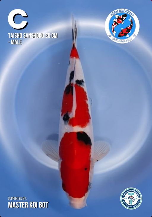 Lelang Koi Online, Jual Beli Ikan Koi, Pusat Jual Beli Koi, Info Lelang Koi Hari Ini, Platform Jual Beli Koi, Jual Beli Ikan Koi Online, Marketplace Ikan Koi, Jual Koi Terbaik, Tempat Beli Koi Berkualitas, Pasar Ikan Koi Online Terpercaya, Penjual Ikan Koi Terpercaya, Beli Koi Hias Online, Ikan Koi untuk Dijual, Koi Kualitas Terbaik, Toko Online Ikan Koi, Koi Hias Untuk Dijual, Jual Beli Ikan Koi Lokal, Koi Indonesia Online, Pusat Jual Beli Koi Terbesar