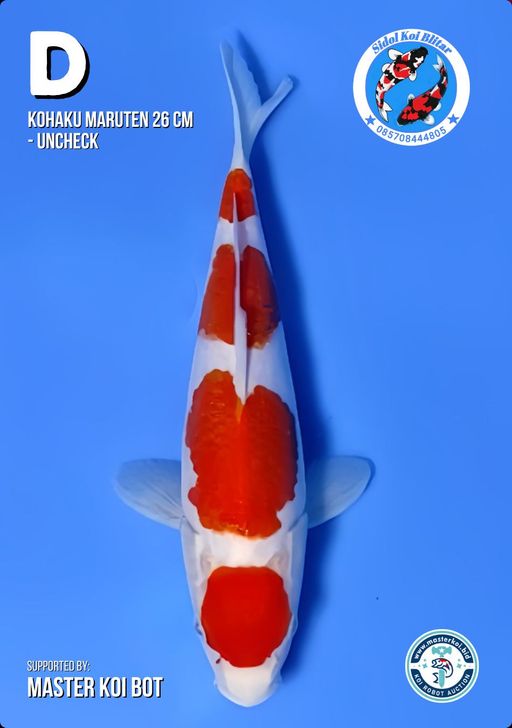 Lelang Koi Online, Jual Beli Ikan Koi, Pusat Jual Beli Koi, Info Lelang Koi Hari Ini, Platform Jual Beli Koi, Jual Beli Ikan Koi Online, Marketplace Ikan Koi, Jual Koi Terbaik, Tempat Beli Koi Berkualitas, Pasar Ikan Koi Online Terpercaya, Penjual Ikan Koi Terpercaya, Beli Koi Hias Online, Ikan Koi untuk Dijual, Koi Kualitas Terbaik, Toko Online Ikan Koi, Koi Hias Untuk Dijual, Jual Beli Ikan Koi Lokal, Koi Indonesia Online, Pusat Jual Beli Koi Terbesar