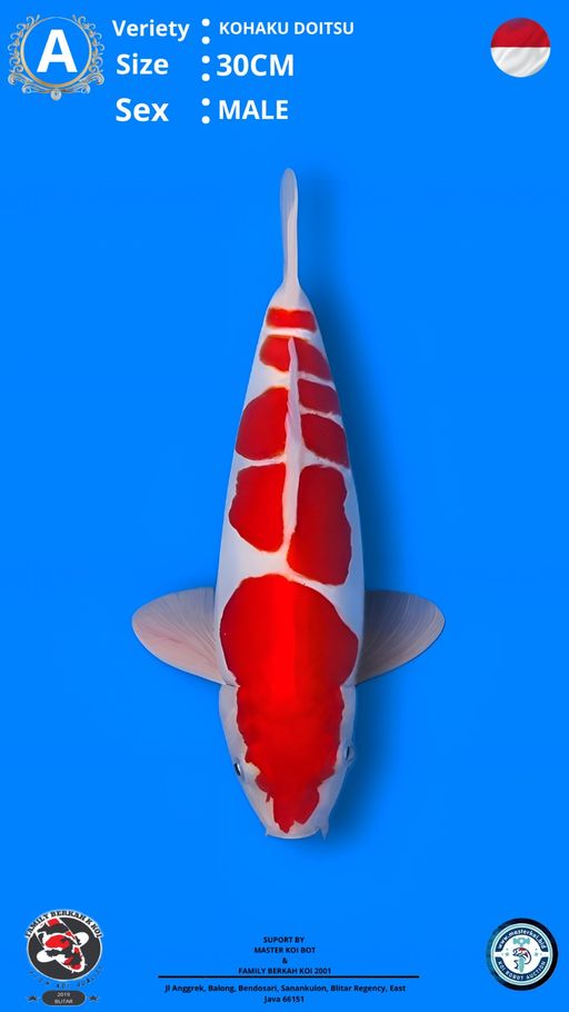 Lelang Koi Online, Jual Beli Ikan Koi, Pusat Jual Beli Koi, Info Lelang Koi Hari Ini, Platform Jual Beli Koi, Jual Beli Ikan Koi Online, Marketplace Ikan Koi, Jual Koi Terbaik, Tempat Beli Koi Berkualitas, Pasar Ikan Koi Online Terpercaya, Penjual Ikan Koi Terpercaya, Beli Koi Hias Online, Ikan Koi untuk Dijual, Koi Kualitas Terbaik, Toko Online Ikan Koi, Koi Hias Untuk Dijual, Jual Beli Ikan Koi Lokal, Koi Indonesia Online, Pusat Jual Beli Koi Terbesar