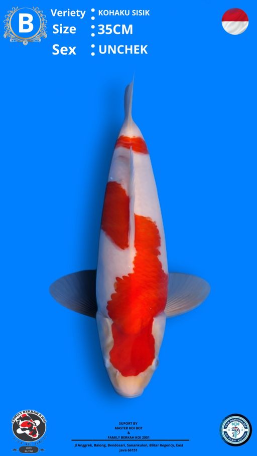 Lelang Koi Online, Jual Beli Ikan Koi, Pusat Jual Beli Koi, Info Lelang Koi Hari Ini, Platform Jual Beli Koi, Jual Beli Ikan Koi Online, Marketplace Ikan Koi, Jual Koi Terbaik, Tempat Beli Koi Berkualitas, Pasar Ikan Koi Online Terpercaya, Penjual Ikan Koi Terpercaya, Beli Koi Hias Online, Ikan Koi untuk Dijual, Koi Kualitas Terbaik, Toko Online Ikan Koi, Koi Hias Untuk Dijual, Jual Beli Ikan Koi Lokal, Koi Indonesia Online, Pusat Jual Beli Koi Terbesar