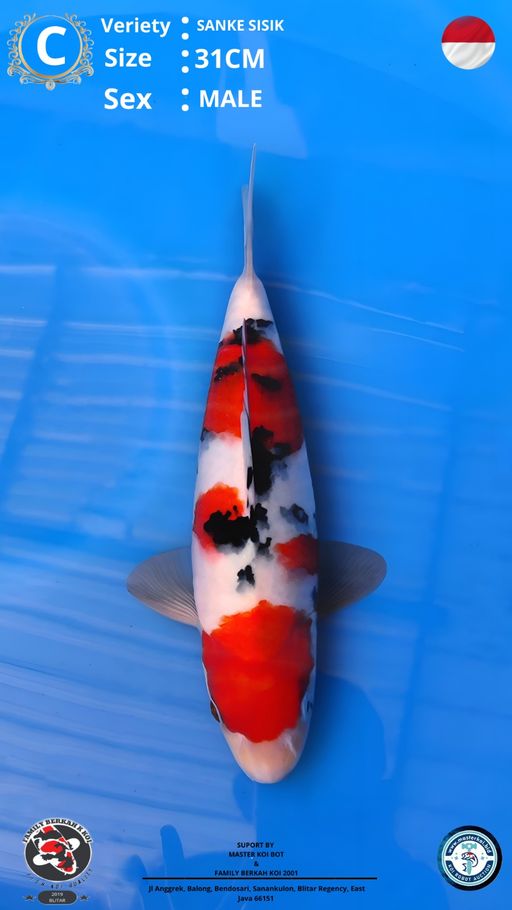 Lelang Koi Online, Jual Beli Ikan Koi, Pusat Jual Beli Koi, Info Lelang Koi Hari Ini, Platform Jual Beli Koi, Jual Beli Ikan Koi Online, Marketplace Ikan Koi, Jual Koi Terbaik, Tempat Beli Koi Berkualitas, Pasar Ikan Koi Online Terpercaya, Penjual Ikan Koi Terpercaya, Beli Koi Hias Online, Ikan Koi untuk Dijual, Koi Kualitas Terbaik, Toko Online Ikan Koi, Koi Hias Untuk Dijual, Jual Beli Ikan Koi Lokal, Koi Indonesia Online, Pusat Jual Beli Koi Terbesar