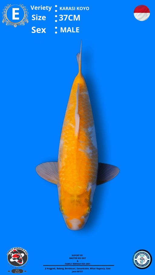 Lelang Koi Online, Jual Beli Ikan Koi, Pusat Jual Beli Koi, Info Lelang Koi Hari Ini, Platform Jual Beli Koi, Jual Beli Ikan Koi Online, Marketplace Ikan Koi, Jual Koi Terbaik, Tempat Beli Koi Berkualitas, Pasar Ikan Koi Online Terpercaya, Penjual Ikan Koi Terpercaya, Beli Koi Hias Online, Ikan Koi untuk Dijual, Koi Kualitas Terbaik, Toko Online Ikan Koi, Koi Hias Untuk Dijual, Jual Beli Ikan Koi Lokal, Koi Indonesia Online, Pusat Jual Beli Koi Terbesar