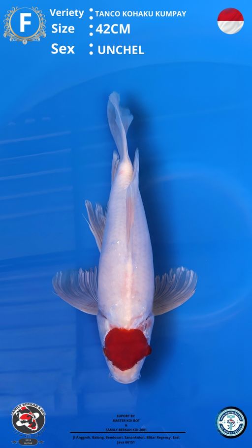 Lelang Koi Online, Jual Beli Ikan Koi, Pusat Jual Beli Koi, Info Lelang Koi Hari Ini, Platform Jual Beli Koi, Jual Beli Ikan Koi Online, Marketplace Ikan Koi, Jual Koi Terbaik, Tempat Beli Koi Berkualitas, Pasar Ikan Koi Online Terpercaya, Penjual Ikan Koi Terpercaya, Beli Koi Hias Online, Ikan Koi untuk Dijual, Koi Kualitas Terbaik, Toko Online Ikan Koi, Koi Hias Untuk Dijual, Jual Beli Ikan Koi Lokal, Koi Indonesia Online, Pusat Jual Beli Koi Terbesar