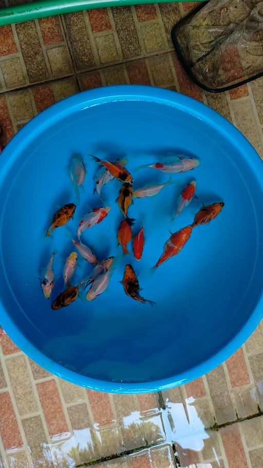 Lelang Koi Online, Jual Beli Ikan Koi, Pusat Jual Beli Koi, Info Lelang Koi Hari Ini, Platform Jual Beli Koi, Jual Beli Ikan Koi Online, Marketplace Ikan Koi, Jual Koi Terbaik, Tempat Beli Koi Berkualitas, Pasar Ikan Koi Online Terpercaya, Penjual Ikan Koi Terpercaya, Beli Koi Hias Online, Ikan Koi untuk Dijual, Koi Kualitas Terbaik, Toko Online Ikan Koi, Koi Hias Untuk Dijual, Jual Beli Ikan Koi Lokal, Koi Indonesia Online, Pusat Jual Beli Koi Terbesar