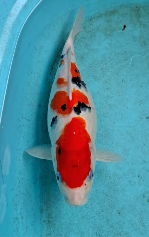 Lelang Koi Online, Jual Beli Ikan Koi, Pusat Jual Beli Koi, Info Lelang Koi Hari Ini, Platform Jual Beli Koi, Jual Beli Ikan Koi Online, Marketplace Ikan Koi, Jual Koi Terbaik, Tempat Beli Koi Berkualitas, Pasar Ikan Koi Online Terpercaya, Penjual Ikan Koi Terpercaya, Beli Koi Hias Online, Ikan Koi untuk Dijual, Koi Kualitas Terbaik, Toko Online Ikan Koi, Koi Hias Untuk Dijual, Jual Beli Ikan Koi Lokal, Koi Indonesia Online, Pusat Jual Beli Koi Terbesar