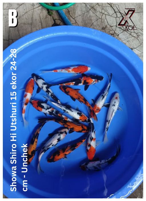 Lelang Koi Online, Jual Beli Ikan Koi, Pusat Jual Beli Koi, Info Lelang Koi Hari Ini, Platform Jual Beli Koi, Jual Beli Ikan Koi Online, Marketplace Ikan Koi, Jual Koi Terbaik, Tempat Beli Koi Berkualitas, Pasar Ikan Koi Online Terpercaya, Penjual Ikan Koi Terpercaya, Beli Koi Hias Online, Ikan Koi untuk Dijual, Koi Kualitas Terbaik, Toko Online Ikan Koi, Koi Hias Untuk Dijual, Jual Beli Ikan Koi Lokal, Koi Indonesia Online, Pusat Jual Beli Koi Terbesar