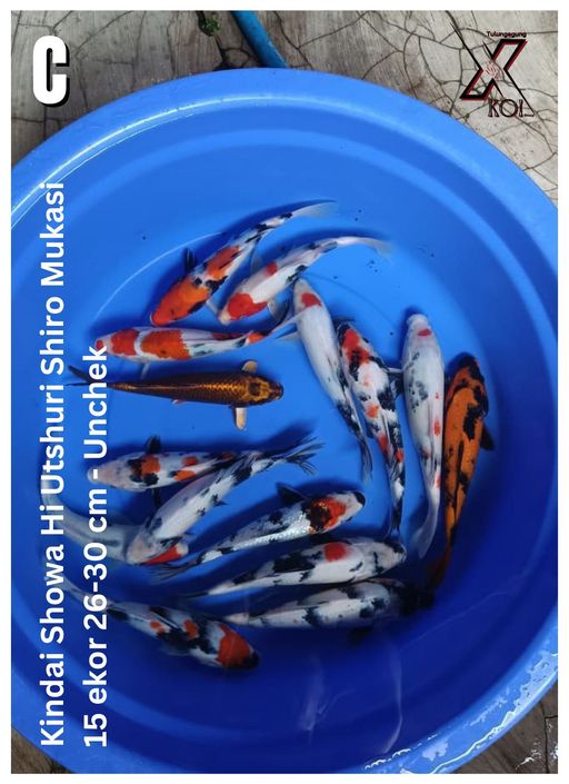 Lelang Koi Online, Jual Beli Ikan Koi, Pusat Jual Beli Koi, Info Lelang Koi Hari Ini, Platform Jual Beli Koi, Jual Beli Ikan Koi Online, Marketplace Ikan Koi, Jual Koi Terbaik, Tempat Beli Koi Berkualitas, Pasar Ikan Koi Online Terpercaya, Penjual Ikan Koi Terpercaya, Beli Koi Hias Online, Ikan Koi untuk Dijual, Koi Kualitas Terbaik, Toko Online Ikan Koi, Koi Hias Untuk Dijual, Jual Beli Ikan Koi Lokal, Koi Indonesia Online, Pusat Jual Beli Koi Terbesar