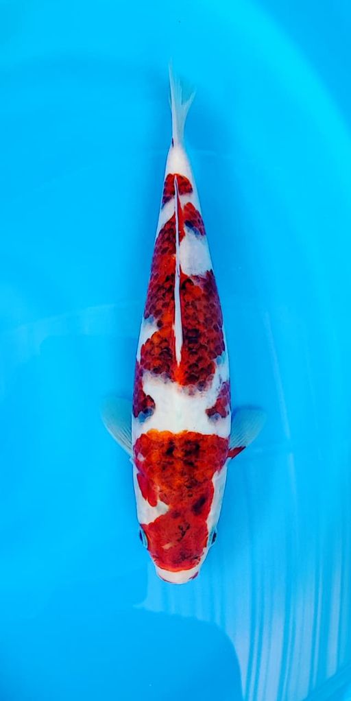 Lelang Koi Online, Jual Beli Ikan Koi, Pusat Jual Beli Koi, Info Lelang Koi Hari Ini, Platform Jual Beli Koi, Jual Beli Ikan Koi Online, Marketplace Ikan Koi, Jual Koi Terbaik, Tempat Beli Koi Berkualitas, Pasar Ikan Koi Online Terpercaya, Penjual Ikan Koi Terpercaya, Beli Koi Hias Online, Ikan Koi untuk Dijual, Koi Kualitas Terbaik, Toko Online Ikan Koi, Koi Hias Untuk Dijual, Jual Beli Ikan Koi Lokal, Koi Indonesia Online, Pusat Jual Beli Koi Terbesar