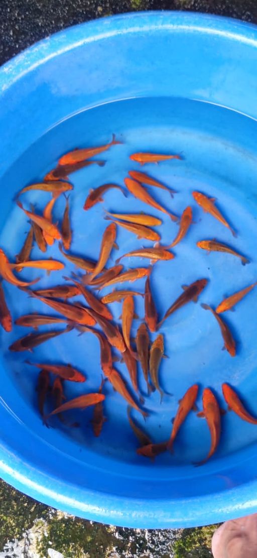 Lelang Koi Online, Jual Beli Ikan Koi, Pusat Jual Beli Koi, Info Lelang Koi Hari Ini, Platform Jual Beli Koi, Jual Beli Ikan Koi Online, Marketplace Ikan Koi, Jual Koi Terbaik, Tempat Beli Koi Berkualitas, Pasar Ikan Koi Online Terpercaya, Penjual Ikan Koi Terpercaya, Beli Koi Hias Online, Ikan Koi untuk Dijual, Koi Kualitas Terbaik, Toko Online Ikan Koi, Koi Hias Untuk Dijual, Jual Beli Ikan Koi Lokal, Koi Indonesia Online, Pusat Jual Beli Koi Terbesar