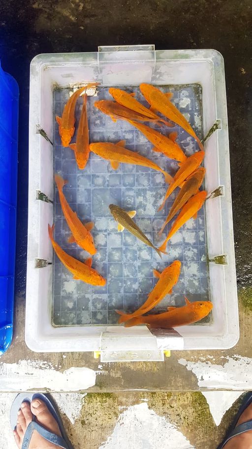 Lelang Koi Online, Jual Beli Ikan Koi, Pusat Jual Beli Koi, Info Lelang Koi Hari Ini, Platform Jual Beli Koi, Jual Beli Ikan Koi Online, Marketplace Ikan Koi, Jual Koi Terbaik, Tempat Beli Koi Berkualitas, Pasar Ikan Koi Online Terpercaya, Penjual Ikan Koi Terpercaya, Beli Koi Hias Online, Ikan Koi untuk Dijual, Koi Kualitas Terbaik, Toko Online Ikan Koi, Koi Hias Untuk Dijual, Jual Beli Ikan Koi Lokal, Koi Indonesia Online, Pusat Jual Beli Koi Terbesar