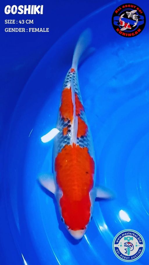 Lelang Koi Online, Jual Beli Ikan Koi, Pusat Jual Beli Koi, Info Lelang Koi Hari Ini, Platform Jual Beli Koi, Jual Beli Ikan Koi Online, Marketplace Ikan Koi, Jual Koi Terbaik, Tempat Beli Koi Berkualitas, Pasar Ikan Koi Online Terpercaya, Penjual Ikan Koi Terpercaya, Beli Koi Hias Online, Ikan Koi untuk Dijual, Koi Kualitas Terbaik, Toko Online Ikan Koi, Koi Hias Untuk Dijual, Jual Beli Ikan Koi Lokal, Koi Indonesia Online, Pusat Jual Beli Koi Terbesar
