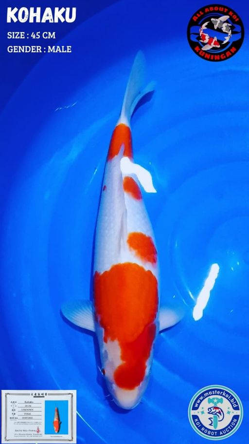 Lelang Koi Online, Jual Beli Ikan Koi, Pusat Jual Beli Koi, Info Lelang Koi Hari Ini, Platform Jual Beli Koi, Jual Beli Ikan Koi Online, Marketplace Ikan Koi, Jual Koi Terbaik, Tempat Beli Koi Berkualitas, Pasar Ikan Koi Online Terpercaya, Penjual Ikan Koi Terpercaya, Beli Koi Hias Online, Ikan Koi untuk Dijual, Koi Kualitas Terbaik, Toko Online Ikan Koi, Koi Hias Untuk Dijual, Jual Beli Ikan Koi Lokal, Koi Indonesia Online, Pusat Jual Beli Koi Terbesar