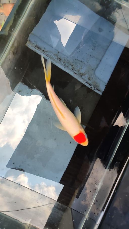 Lelang Koi Online, Jual Beli Ikan Koi, Pusat Jual Beli Koi, Info Lelang Koi Hari Ini, Platform Jual Beli Koi, Jual Beli Ikan Koi Online, Marketplace Ikan Koi, Jual Koi Terbaik, Tempat Beli Koi Berkualitas, Pasar Ikan Koi Online Terpercaya, Penjual Ikan Koi Terpercaya, Beli Koi Hias Online, Ikan Koi untuk Dijual, Koi Kualitas Terbaik, Toko Online Ikan Koi, Koi Hias Untuk Dijual, Jual Beli Ikan Koi Lokal, Koi Indonesia Online, Pusat Jual Beli Koi Terbesar