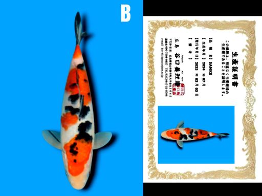 Lelang Koi Online, Jual Beli Ikan Koi, Pusat Jual Beli Koi, Info Lelang Koi Hari Ini, Platform Jual Beli Koi, Jual Beli Ikan Koi Online, Marketplace Ikan Koi, Jual Koi Terbaik, Tempat Beli Koi Berkualitas, Pasar Ikan Koi Online Terpercaya, Penjual Ikan Koi Terpercaya, Beli Koi Hias Online, Ikan Koi untuk Dijual, Koi Kualitas Terbaik, Toko Online Ikan Koi, Koi Hias Untuk Dijual, Jual Beli Ikan Koi Lokal, Koi Indonesia Online, Pusat Jual Beli Koi Terbesar