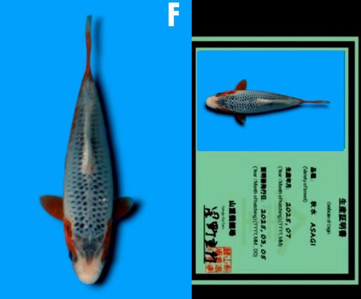 Lelang Koi Online, Jual Beli Ikan Koi, Pusat Jual Beli Koi, Info Lelang Koi Hari Ini, Platform Jual Beli Koi, Jual Beli Ikan Koi Online, Marketplace Ikan Koi, Jual Koi Terbaik, Tempat Beli Koi Berkualitas, Pasar Ikan Koi Online Terpercaya, Penjual Ikan Koi Terpercaya, Beli Koi Hias Online, Ikan Koi untuk Dijual, Koi Kualitas Terbaik, Toko Online Ikan Koi, Koi Hias Untuk Dijual, Jual Beli Ikan Koi Lokal, Koi Indonesia Online, Pusat Jual Beli Koi Terbesar
