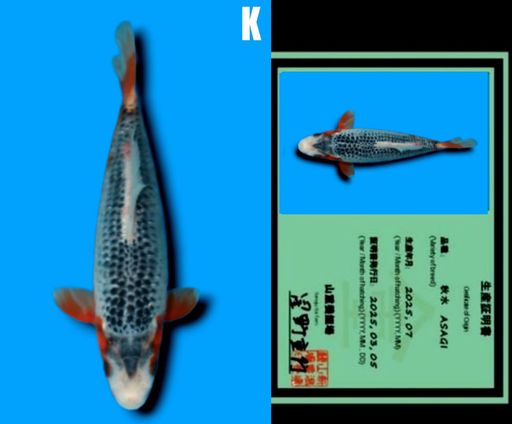Lelang Koi Online, Jual Beli Ikan Koi, Pusat Jual Beli Koi, Info Lelang Koi Hari Ini, Platform Jual Beli Koi, Jual Beli Ikan Koi Online, Marketplace Ikan Koi, Jual Koi Terbaik, Tempat Beli Koi Berkualitas, Pasar Ikan Koi Online Terpercaya, Penjual Ikan Koi Terpercaya, Beli Koi Hias Online, Ikan Koi untuk Dijual, Koi Kualitas Terbaik, Toko Online Ikan Koi, Koi Hias Untuk Dijual, Jual Beli Ikan Koi Lokal, Koi Indonesia Online, Pusat Jual Beli Koi Terbesar