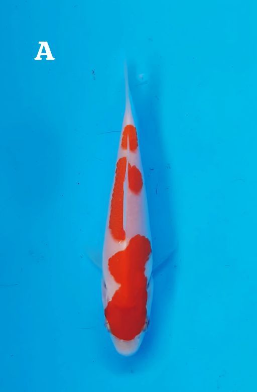 Lelang Koi Online, Jual Beli Ikan Koi, Pusat Jual Beli Koi, Info Lelang Koi Hari Ini, Platform Jual Beli Koi, Jual Beli Ikan Koi Online, Marketplace Ikan Koi, Jual Koi Terbaik, Tempat Beli Koi Berkualitas, Pasar Ikan Koi Online Terpercaya, Penjual Ikan Koi Terpercaya, Beli Koi Hias Online, Ikan Koi untuk Dijual, Koi Kualitas Terbaik, Toko Online Ikan Koi, Koi Hias Untuk Dijual, Jual Beli Ikan Koi Lokal, Koi Indonesia Online, Pusat Jual Beli Koi Terbesar