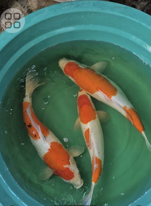 Lelang Koi Online, Jual Beli Ikan Koi, Pusat Jual Beli Koi, Info Lelang Koi Hari Ini, Platform Jual Beli Koi, Jual Beli Ikan Koi Online, Marketplace Ikan Koi, Jual Koi Terbaik, Tempat Beli Koi Berkualitas, Pasar Ikan Koi Online Terpercaya, Penjual Ikan Koi Terpercaya, Beli Koi Hias Online, Ikan Koi untuk Dijual, Koi Kualitas Terbaik, Toko Online Ikan Koi, Koi Hias Untuk Dijual, Jual Beli Ikan Koi Lokal, Koi Indonesia Online, Pusat Jual Beli Koi Terbesar