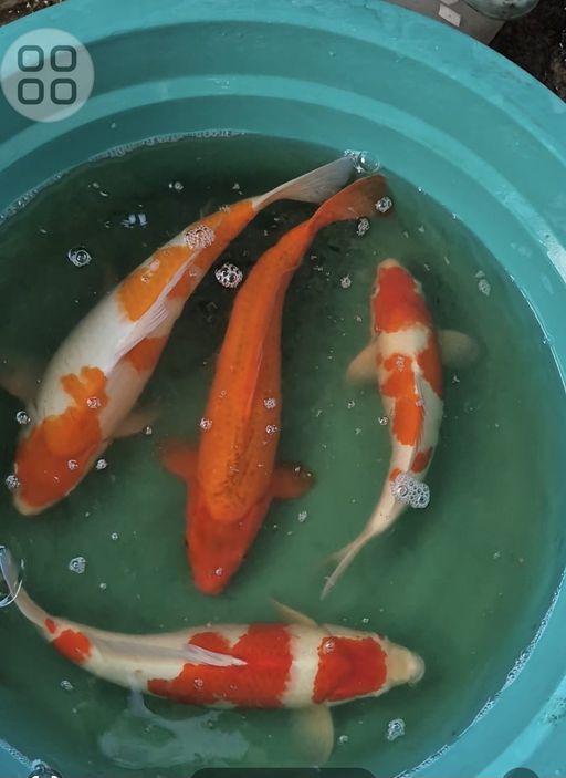 Lelang Koi Online, Jual Beli Ikan Koi, Pusat Jual Beli Koi, Info Lelang Koi Hari Ini, Platform Jual Beli Koi, Jual Beli Ikan Koi Online, Marketplace Ikan Koi, Jual Koi Terbaik, Tempat Beli Koi Berkualitas, Pasar Ikan Koi Online Terpercaya, Penjual Ikan Koi Terpercaya, Beli Koi Hias Online, Ikan Koi untuk Dijual, Koi Kualitas Terbaik, Toko Online Ikan Koi, Koi Hias Untuk Dijual, Jual Beli Ikan Koi Lokal, Koi Indonesia Online, Pusat Jual Beli Koi Terbesar