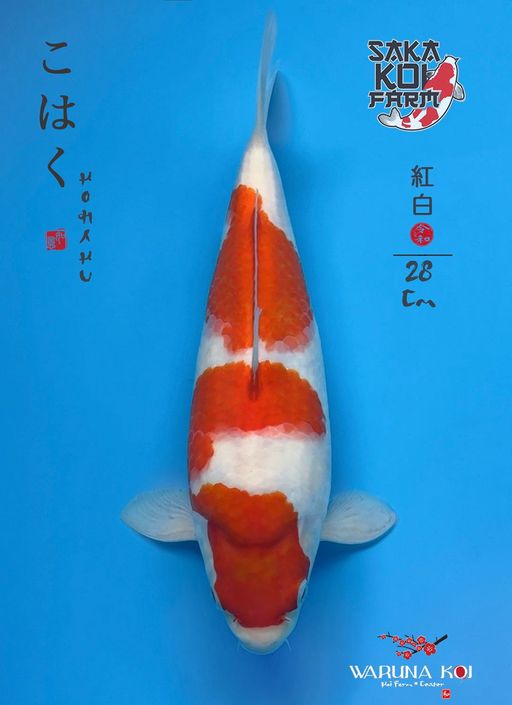 Lelang Koi Online, Jual Beli Ikan Koi, Pusat Jual Beli Koi, Info Lelang Koi Hari Ini, Platform Jual Beli Koi, Jual Beli Ikan Koi Online, Marketplace Ikan Koi, Jual Koi Terbaik, Tempat Beli Koi Berkualitas, Pasar Ikan Koi Online Terpercaya, Penjual Ikan Koi Terpercaya, Beli Koi Hias Online, Ikan Koi untuk Dijual, Koi Kualitas Terbaik, Toko Online Ikan Koi, Koi Hias Untuk Dijual, Jual Beli Ikan Koi Lokal, Koi Indonesia Online, Pusat Jual Beli Koi Terbesar