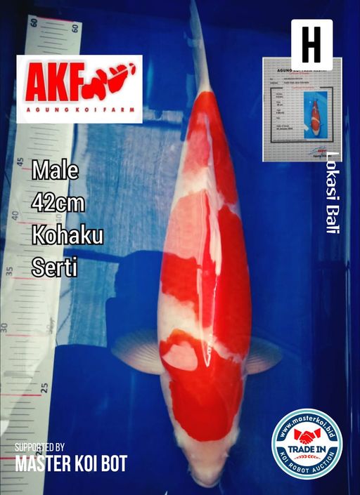 Lelang Koi Online, Jual Beli Ikan Koi, Pusat Jual Beli Koi, Info Lelang Koi Hari Ini, Platform Jual Beli Koi, Jual Beli Ikan Koi Online, Marketplace Ikan Koi, Jual Koi Terbaik, Tempat Beli Koi Berkualitas, Pasar Ikan Koi Online Terpercaya, Penjual Ikan Koi Terpercaya, Beli Koi Hias Online, Ikan Koi untuk Dijual, Koi Kualitas Terbaik, Toko Online Ikan Koi, Koi Hias Untuk Dijual, Jual Beli Ikan Koi Lokal, Koi Indonesia Online, Pusat Jual Beli Koi Terbesar