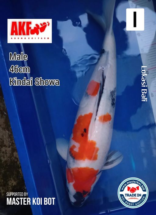 Lelang Koi Online, Jual Beli Ikan Koi, Pusat Jual Beli Koi, Info Lelang Koi Hari Ini, Platform Jual Beli Koi, Jual Beli Ikan Koi Online, Marketplace Ikan Koi, Jual Koi Terbaik, Tempat Beli Koi Berkualitas, Pasar Ikan Koi Online Terpercaya, Penjual Ikan Koi Terpercaya, Beli Koi Hias Online, Ikan Koi untuk Dijual, Koi Kualitas Terbaik, Toko Online Ikan Koi, Koi Hias Untuk Dijual, Jual Beli Ikan Koi Lokal, Koi Indonesia Online, Pusat Jual Beli Koi Terbesar