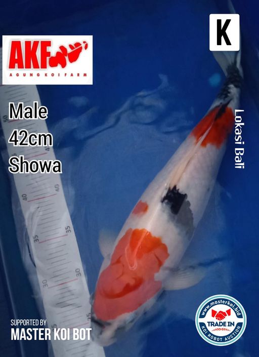 Lelang Koi Online, Jual Beli Ikan Koi, Pusat Jual Beli Koi, Info Lelang Koi Hari Ini, Platform Jual Beli Koi, Jual Beli Ikan Koi Online, Marketplace Ikan Koi, Jual Koi Terbaik, Tempat Beli Koi Berkualitas, Pasar Ikan Koi Online Terpercaya, Penjual Ikan Koi Terpercaya, Beli Koi Hias Online, Ikan Koi untuk Dijual, Koi Kualitas Terbaik, Toko Online Ikan Koi, Koi Hias Untuk Dijual, Jual Beli Ikan Koi Lokal, Koi Indonesia Online, Pusat Jual Beli Koi Terbesar