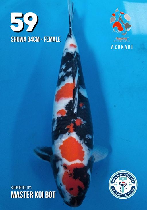 Lelang Koi Online, Jual Beli Ikan Koi, Pusat Jual Beli Koi, Info Lelang Koi Hari Ini, Platform Jual Beli Koi, Jual Beli Ikan Koi Online, Marketplace Ikan Koi, Jual Koi Terbaik, Tempat Beli Koi Berkualitas, Pasar Ikan Koi Online Terpercaya, Penjual Ikan Koi Terpercaya, Beli Koi Hias Online, Ikan Koi untuk Dijual, Koi Kualitas Terbaik, Toko Online Ikan Koi, Koi Hias Untuk Dijual, Jual Beli Ikan Koi Lokal, Koi Indonesia Online, Pusat Jual Beli Koi Terbesar