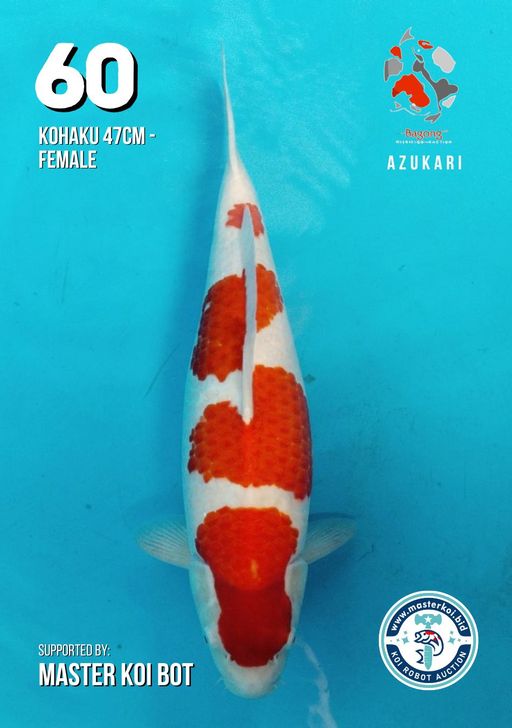 Lelang Koi Online, Jual Beli Ikan Koi, Pusat Jual Beli Koi, Info Lelang Koi Hari Ini, Platform Jual Beli Koi, Jual Beli Ikan Koi Online, Marketplace Ikan Koi, Jual Koi Terbaik, Tempat Beli Koi Berkualitas, Pasar Ikan Koi Online Terpercaya, Penjual Ikan Koi Terpercaya, Beli Koi Hias Online, Ikan Koi untuk Dijual, Koi Kualitas Terbaik, Toko Online Ikan Koi, Koi Hias Untuk Dijual, Jual Beli Ikan Koi Lokal, Koi Indonesia Online, Pusat Jual Beli Koi Terbesar