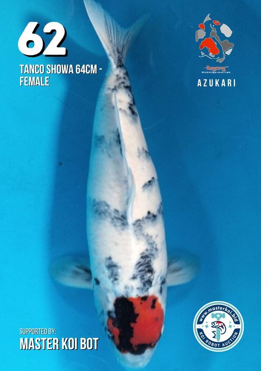 Lelang Koi Online, Jual Beli Ikan Koi, Pusat Jual Beli Koi, Info Lelang Koi Hari Ini, Platform Jual Beli Koi, Jual Beli Ikan Koi Online, Marketplace Ikan Koi, Jual Koi Terbaik, Tempat Beli Koi Berkualitas, Pasar Ikan Koi Online Terpercaya, Penjual Ikan Koi Terpercaya, Beli Koi Hias Online, Ikan Koi untuk Dijual, Koi Kualitas Terbaik, Toko Online Ikan Koi, Koi Hias Untuk Dijual, Jual Beli Ikan Koi Lokal, Koi Indonesia Online, Pusat Jual Beli Koi Terbesar