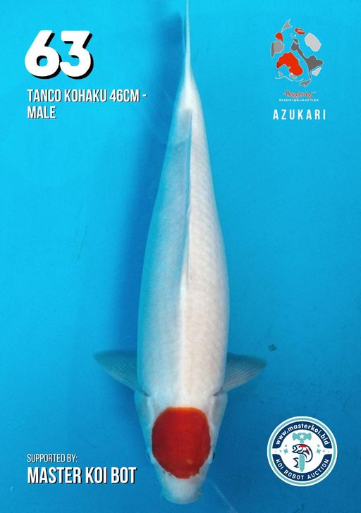 Lelang Koi Online, Jual Beli Ikan Koi, Pusat Jual Beli Koi, Info Lelang Koi Hari Ini, Platform Jual Beli Koi, Jual Beli Ikan Koi Online, Marketplace Ikan Koi, Jual Koi Terbaik, Tempat Beli Koi Berkualitas, Pasar Ikan Koi Online Terpercaya, Penjual Ikan Koi Terpercaya, Beli Koi Hias Online, Ikan Koi untuk Dijual, Koi Kualitas Terbaik, Toko Online Ikan Koi, Koi Hias Untuk Dijual, Jual Beli Ikan Koi Lokal, Koi Indonesia Online, Pusat Jual Beli Koi Terbesar