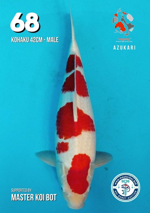 Lelang Koi Online, Jual Beli Ikan Koi, Pusat Jual Beli Koi, Info Lelang Koi Hari Ini, Platform Jual Beli Koi, Jual Beli Ikan Koi Online, Marketplace Ikan Koi, Jual Koi Terbaik, Tempat Beli Koi Berkualitas, Pasar Ikan Koi Online Terpercaya, Penjual Ikan Koi Terpercaya, Beli Koi Hias Online, Ikan Koi untuk Dijual, Koi Kualitas Terbaik, Toko Online Ikan Koi, Koi Hias Untuk Dijual, Jual Beli Ikan Koi Lokal, Koi Indonesia Online, Pusat Jual Beli Koi Terbesar