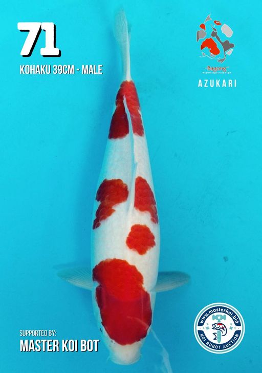 Lelang Koi Online, Jual Beli Ikan Koi, Pusat Jual Beli Koi, Info Lelang Koi Hari Ini, Platform Jual Beli Koi, Jual Beli Ikan Koi Online, Marketplace Ikan Koi, Jual Koi Terbaik, Tempat Beli Koi Berkualitas, Pasar Ikan Koi Online Terpercaya, Penjual Ikan Koi Terpercaya, Beli Koi Hias Online, Ikan Koi untuk Dijual, Koi Kualitas Terbaik, Toko Online Ikan Koi, Koi Hias Untuk Dijual, Jual Beli Ikan Koi Lokal, Koi Indonesia Online, Pusat Jual Beli Koi Terbesar