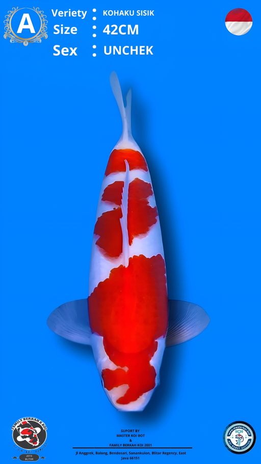 Lelang Koi Online, Jual Beli Ikan Koi, Pusat Jual Beli Koi, Info Lelang Koi Hari Ini, Platform Jual Beli Koi, Jual Beli Ikan Koi Online, Marketplace Ikan Koi, Jual Koi Terbaik, Tempat Beli Koi Berkualitas, Pasar Ikan Koi Online Terpercaya, Penjual Ikan Koi Terpercaya, Beli Koi Hias Online, Ikan Koi untuk Dijual, Koi Kualitas Terbaik, Toko Online Ikan Koi, Koi Hias Untuk Dijual, Jual Beli Ikan Koi Lokal, Koi Indonesia Online, Pusat Jual Beli Koi Terbesar