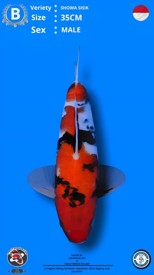 Lelang Koi Online, Jual Beli Ikan Koi, Pusat Jual Beli Koi, Info Lelang Koi Hari Ini, Platform Jual Beli Koi, Jual Beli Ikan Koi Online, Marketplace Ikan Koi, Jual Koi Terbaik, Tempat Beli Koi Berkualitas, Pasar Ikan Koi Online Terpercaya, Penjual Ikan Koi Terpercaya, Beli Koi Hias Online, Ikan Koi untuk Dijual, Koi Kualitas Terbaik, Toko Online Ikan Koi, Koi Hias Untuk Dijual, Jual Beli Ikan Koi Lokal, Koi Indonesia Online, Pusat Jual Beli Koi Terbesar
