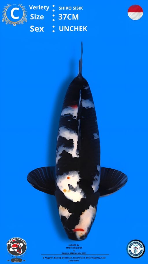Lelang Koi Online, Jual Beli Ikan Koi, Pusat Jual Beli Koi, Info Lelang Koi Hari Ini, Platform Jual Beli Koi, Jual Beli Ikan Koi Online, Marketplace Ikan Koi, Jual Koi Terbaik, Tempat Beli Koi Berkualitas, Pasar Ikan Koi Online Terpercaya, Penjual Ikan Koi Terpercaya, Beli Koi Hias Online, Ikan Koi untuk Dijual, Koi Kualitas Terbaik, Toko Online Ikan Koi, Koi Hias Untuk Dijual, Jual Beli Ikan Koi Lokal, Koi Indonesia Online, Pusat Jual Beli Koi Terbesar