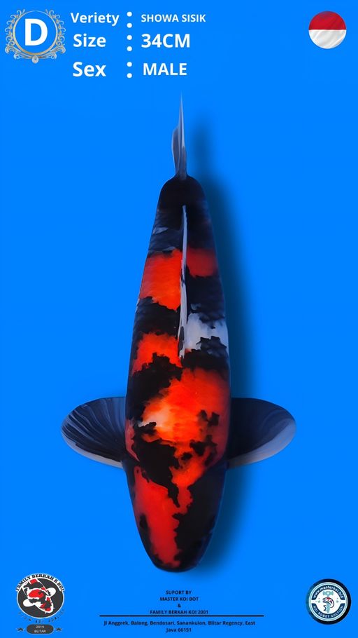 Lelang Koi Online, Jual Beli Ikan Koi, Pusat Jual Beli Koi, Info Lelang Koi Hari Ini, Platform Jual Beli Koi, Jual Beli Ikan Koi Online, Marketplace Ikan Koi, Jual Koi Terbaik, Tempat Beli Koi Berkualitas, Pasar Ikan Koi Online Terpercaya, Penjual Ikan Koi Terpercaya, Beli Koi Hias Online, Ikan Koi untuk Dijual, Koi Kualitas Terbaik, Toko Online Ikan Koi, Koi Hias Untuk Dijual, Jual Beli Ikan Koi Lokal, Koi Indonesia Online, Pusat Jual Beli Koi Terbesar