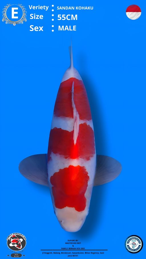 Lelang Koi Online, Jual Beli Ikan Koi, Pusat Jual Beli Koi, Info Lelang Koi Hari Ini, Platform Jual Beli Koi, Jual Beli Ikan Koi Online, Marketplace Ikan Koi, Jual Koi Terbaik, Tempat Beli Koi Berkualitas, Pasar Ikan Koi Online Terpercaya, Penjual Ikan Koi Terpercaya, Beli Koi Hias Online, Ikan Koi untuk Dijual, Koi Kualitas Terbaik, Toko Online Ikan Koi, Koi Hias Untuk Dijual, Jual Beli Ikan Koi Lokal, Koi Indonesia Online, Pusat Jual Beli Koi Terbesar