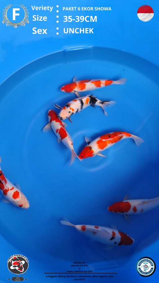 Lelang Koi Online, Jual Beli Ikan Koi, Pusat Jual Beli Koi, Info Lelang Koi Hari Ini, Platform Jual Beli Koi, Jual Beli Ikan Koi Online, Marketplace Ikan Koi, Jual Koi Terbaik, Tempat Beli Koi Berkualitas, Pasar Ikan Koi Online Terpercaya, Penjual Ikan Koi Terpercaya, Beli Koi Hias Online, Ikan Koi untuk Dijual, Koi Kualitas Terbaik, Toko Online Ikan Koi, Koi Hias Untuk Dijual, Jual Beli Ikan Koi Lokal, Koi Indonesia Online, Pusat Jual Beli Koi Terbesar