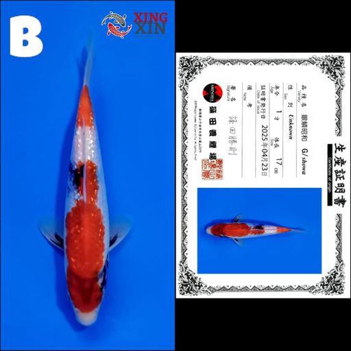 Lelang Koi Online, Jual Beli Ikan Koi, Pusat Jual Beli Koi, Info Lelang Koi Hari Ini, Platform Jual Beli Koi, Jual Beli Ikan Koi Online, Marketplace Ikan Koi, Jual Koi Terbaik, Tempat Beli Koi Berkualitas, Pasar Ikan Koi Online Terpercaya, Penjual Ikan Koi Terpercaya, Beli Koi Hias Online, Ikan Koi untuk Dijual, Koi Kualitas Terbaik, Toko Online Ikan Koi, Koi Hias Untuk Dijual, Jual Beli Ikan Koi Lokal, Koi Indonesia Online, Pusat Jual Beli Koi Terbesar