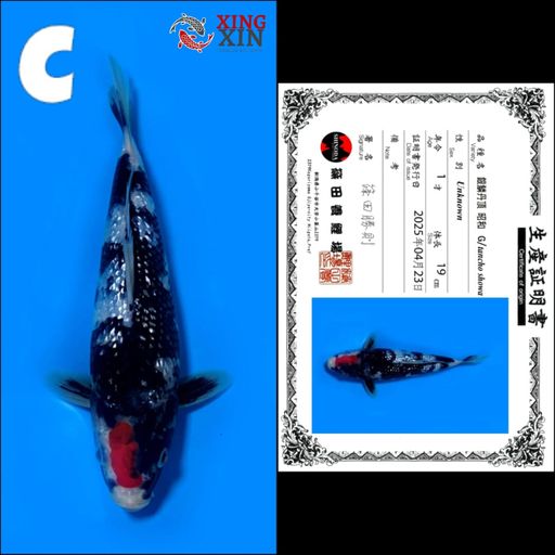 Lelang Koi Online, Jual Beli Ikan Koi, Pusat Jual Beli Koi, Info Lelang Koi Hari Ini, Platform Jual Beli Koi, Jual Beli Ikan Koi Online, Marketplace Ikan Koi, Jual Koi Terbaik, Tempat Beli Koi Berkualitas, Pasar Ikan Koi Online Terpercaya, Penjual Ikan Koi Terpercaya, Beli Koi Hias Online, Ikan Koi untuk Dijual, Koi Kualitas Terbaik, Toko Online Ikan Koi, Koi Hias Untuk Dijual, Jual Beli Ikan Koi Lokal, Koi Indonesia Online, Pusat Jual Beli Koi Terbesar