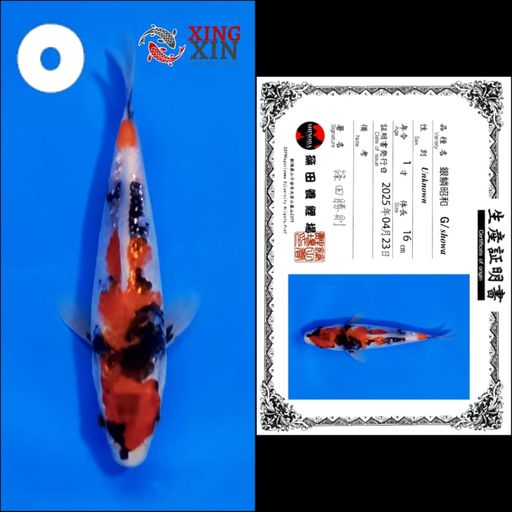 Lelang Koi Online, Jual Beli Ikan Koi, Pusat Jual Beli Koi, Info Lelang Koi Hari Ini, Platform Jual Beli Koi, Jual Beli Ikan Koi Online, Marketplace Ikan Koi, Jual Koi Terbaik, Tempat Beli Koi Berkualitas, Pasar Ikan Koi Online Terpercaya, Penjual Ikan Koi Terpercaya, Beli Koi Hias Online, Ikan Koi untuk Dijual, Koi Kualitas Terbaik, Toko Online Ikan Koi, Koi Hias Untuk Dijual, Jual Beli Ikan Koi Lokal, Koi Indonesia Online, Pusat Jual Beli Koi Terbesar