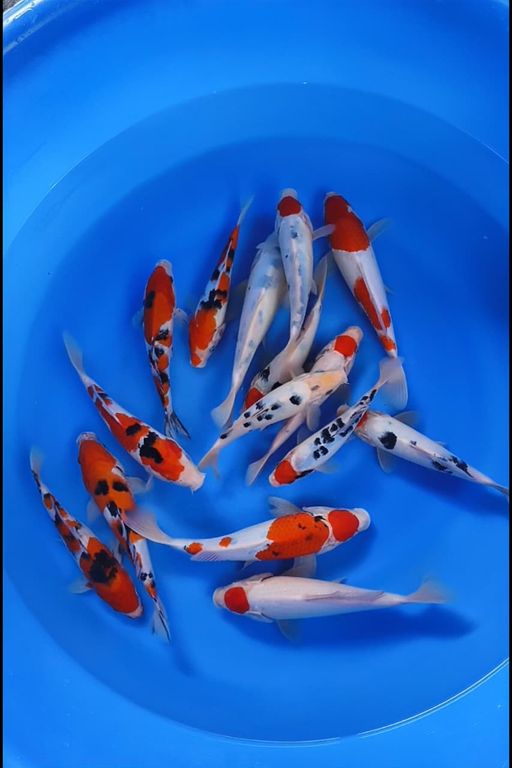 Lelang Koi Online, Jual Beli Ikan Koi, Pusat Jual Beli Koi, Info Lelang Koi Hari Ini, Platform Jual Beli Koi, Jual Beli Ikan Koi Online, Marketplace Ikan Koi, Jual Koi Terbaik, Tempat Beli Koi Berkualitas, Pasar Ikan Koi Online Terpercaya, Penjual Ikan Koi Terpercaya, Beli Koi Hias Online, Ikan Koi untuk Dijual, Koi Kualitas Terbaik, Toko Online Ikan Koi, Koi Hias Untuk Dijual, Jual Beli Ikan Koi Lokal, Koi Indonesia Online, Pusat Jual Beli Koi Terbesar